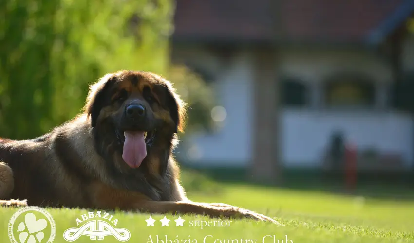 Abbzia Country Club Nemesnp - Mjus 1. - teljes elrefizetssel (min. 2 j)