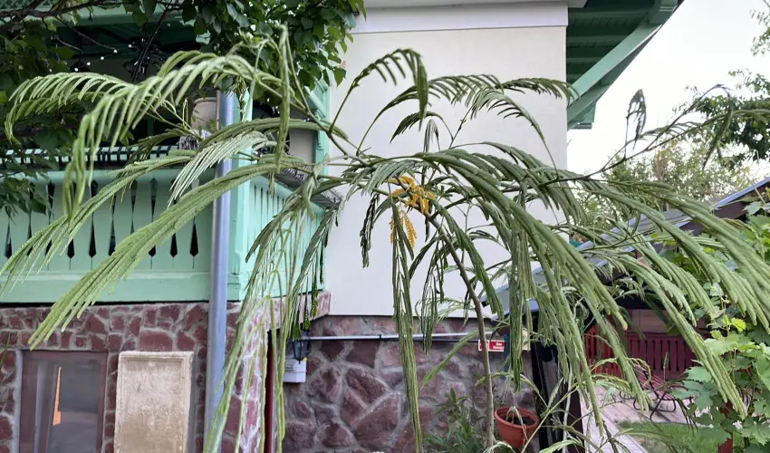 dm Apartman Balatonfldvr - Mjus 1. 