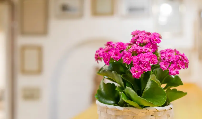 dm Apartman Balatonfldvr - Mjus 1. 