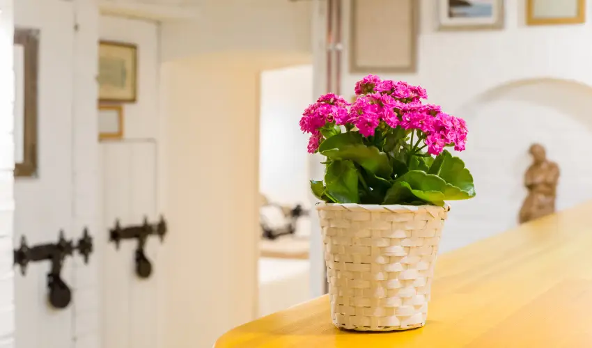 dm Apartman Balatonfldvr - Mjus 1. 