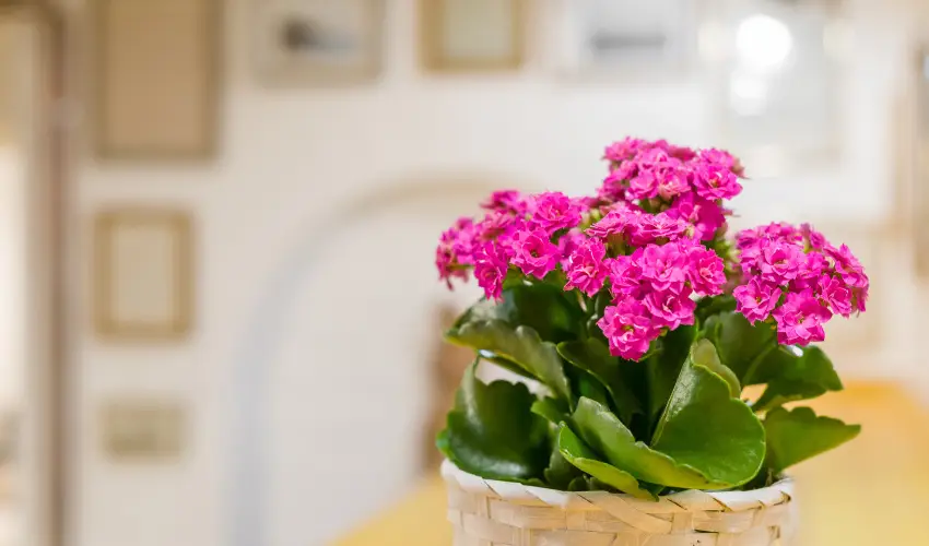 dm Apartman Balatonfldvr - Mjus 1. 