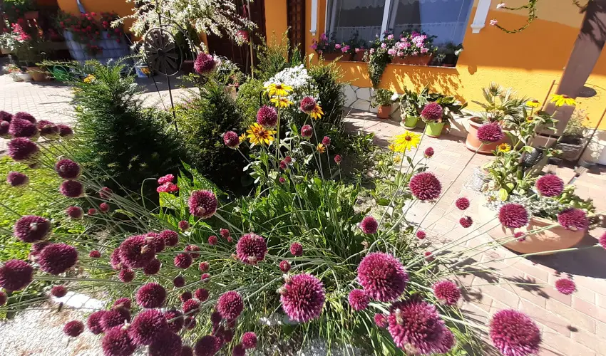 Andrea Vendghz Kehidakustny - Mjus 1. (min. 2 j)