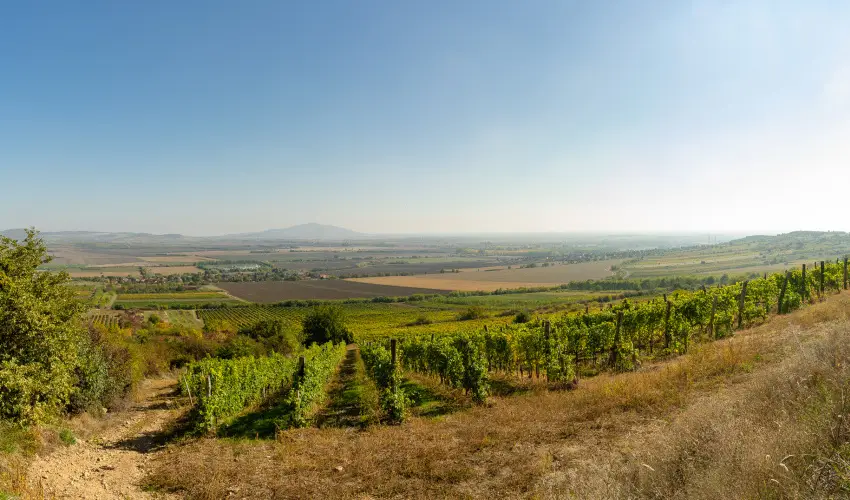 Angyal Borszat Rtka - Mjus 1. (min. 2 j)