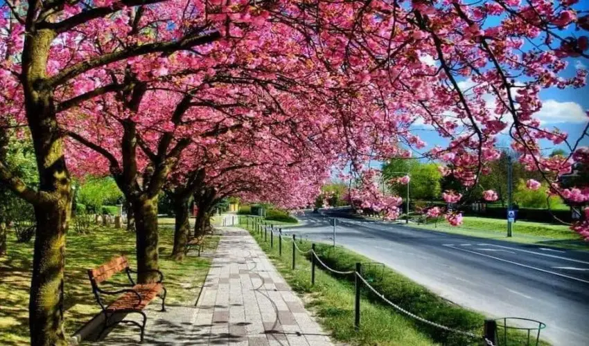 Arany Apartmanhz Zalagyngye  Zalakaros - Mjus 1. (min. 2 j)