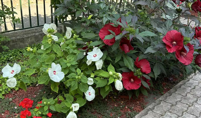 Aventurin House Rvflp - Mjus 1. (min. 2 j)