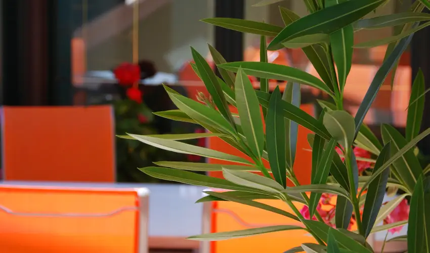 Bacchus Panzi Eger - Mjus 1. (min. 2 j)