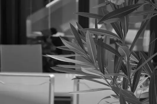 Bacchus Panzi - Mjus 1. (min. 2 j)