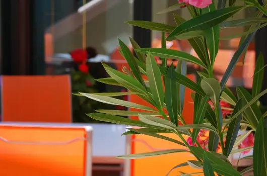 Bacchus Panzi - Mjus 1. (min. 2 j)