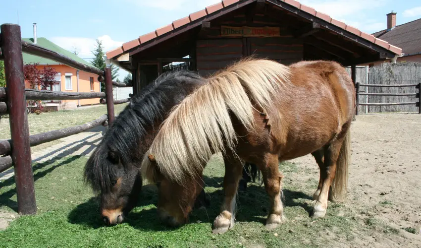 Bagolyvr Inrcs Inrcs - Mjus 1. 