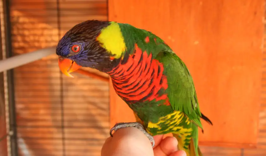 Bagolyvr Inrcs Inrcs - Mjus 1. 