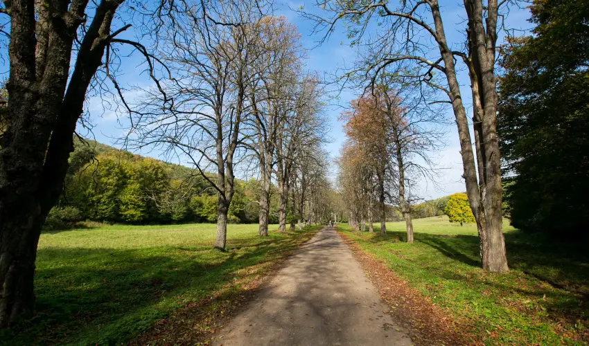 Borka Panzi Pardfrd - Mjus 1. (min. 2 j)