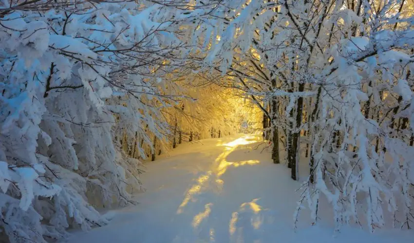 Borka Panzi Pardfrd - Mjus 1. (min. 2 j)