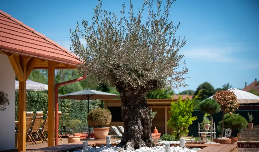 Casa Oliva Tokaj Tokaj - Mjus 1.