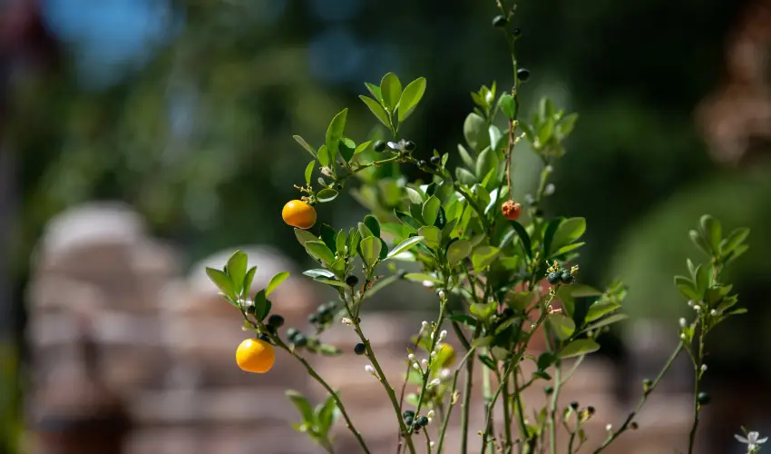 Casa Oliva Tokaj Tokaj - Mjus 1.