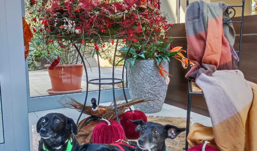 CE Plaza Hotel Si�fok - CE Plaza wellness Maj�lis & Any�k napja (min. 2 �j)