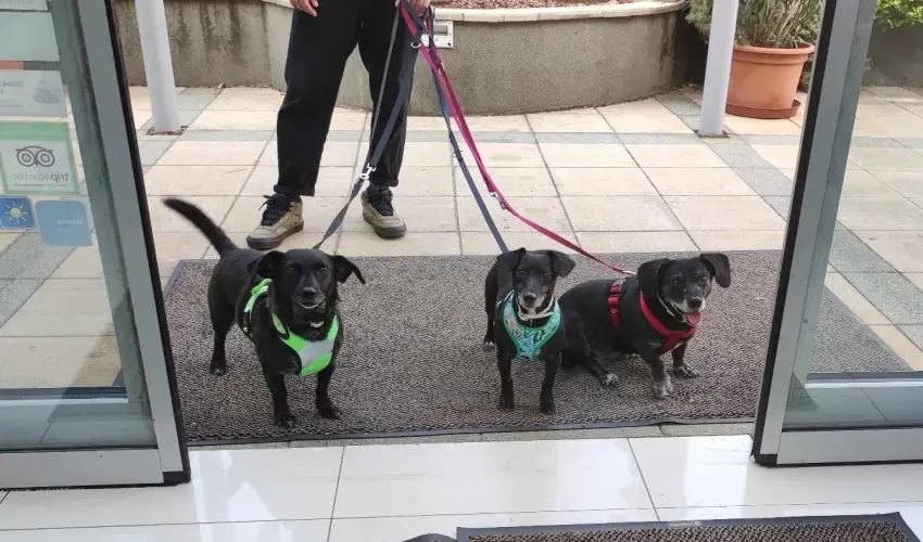 CE Plaza Hotel Si�fok - CE Plaza wellness Maj�lis & Any�k napja (min. 2 �j)