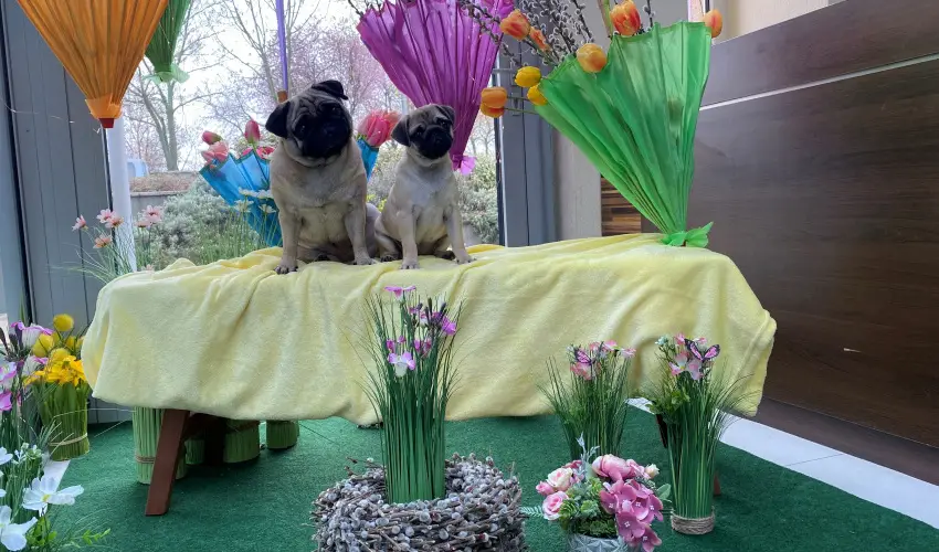 CE Plaza Hotel Si�fok - CE Plaza wellness Maj�lis & Any�k napja (min. 2 �j)