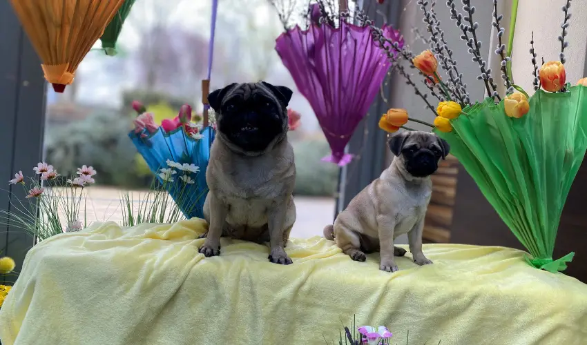 CE Plaza Hotel Si�fok - CE Plaza wellness Maj�lis & Any�k napja (min. 2 �j)