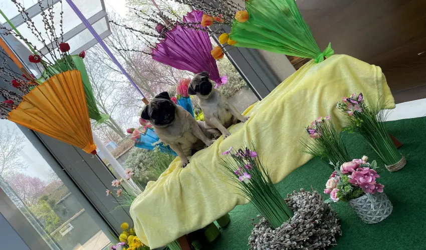 CE Plaza Hotel Si�fok - CE Plaza wellness Maj�lis & Any�k napja (min. 2 �j)