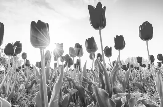 Crystal Hotel - Mjus 1. (min. 2 j)