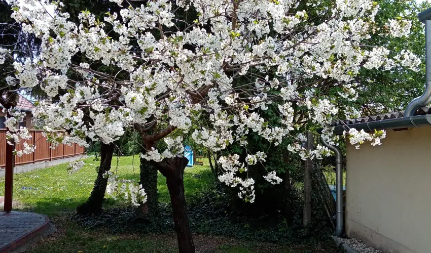 Etvs Nyaral Sifok - Mjus 1. (min. 4 j)