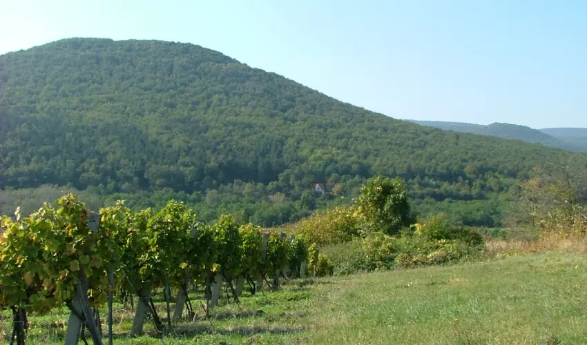 Szarvas Panzi� Erd�b�nye - M�jus 1. (min. 2 �j)