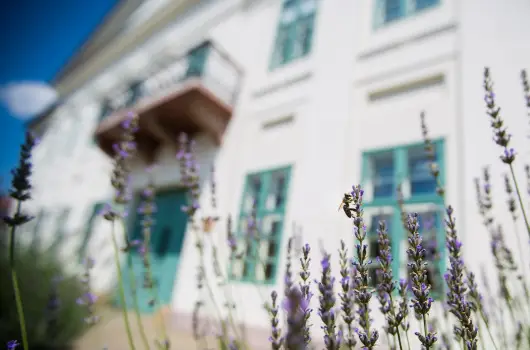 Erzs�bet Nagy Sz�lloda - M�jus 1.