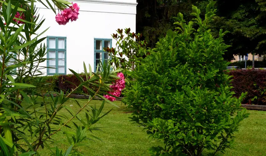 Erzsbet Nagy Szlloda Paks - Mjus 1.