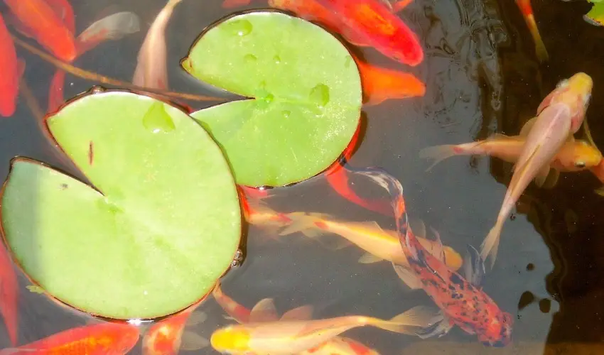 Fodor Hotel Gyula - Mjus 1. (min. 2 j)