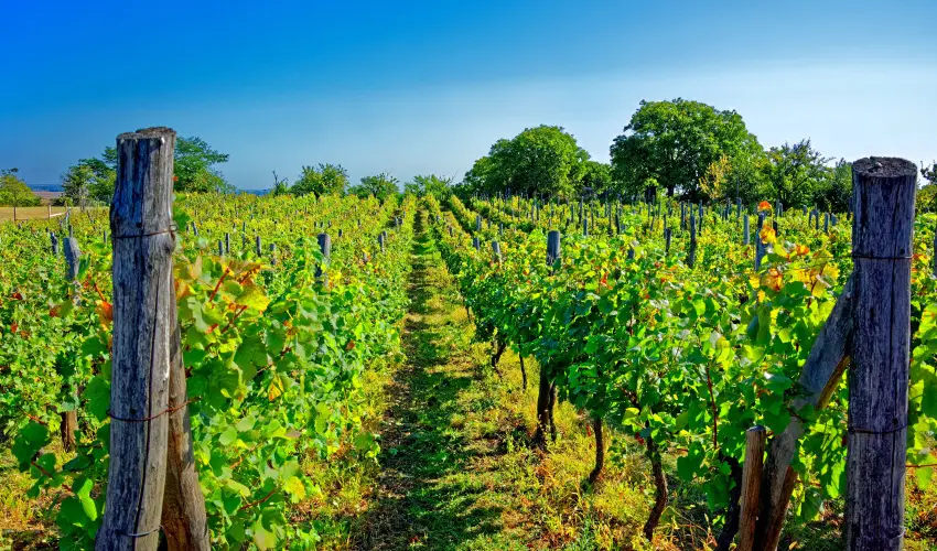 Fried Kast�ly Hotel Simontornya - M�jus 1. (min. 3 �j)