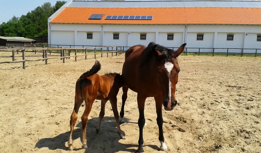 Gerby Kria Hotel s Lovasudvar Lajosmizse - Mjus 1. 