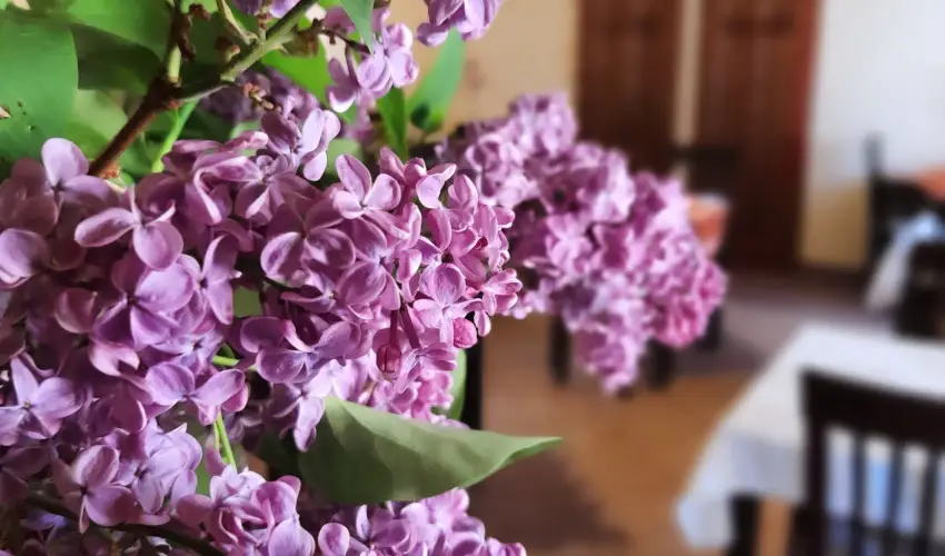 Aliz Villa Szilvsvrad - Mjus 1. (min. 3 j)