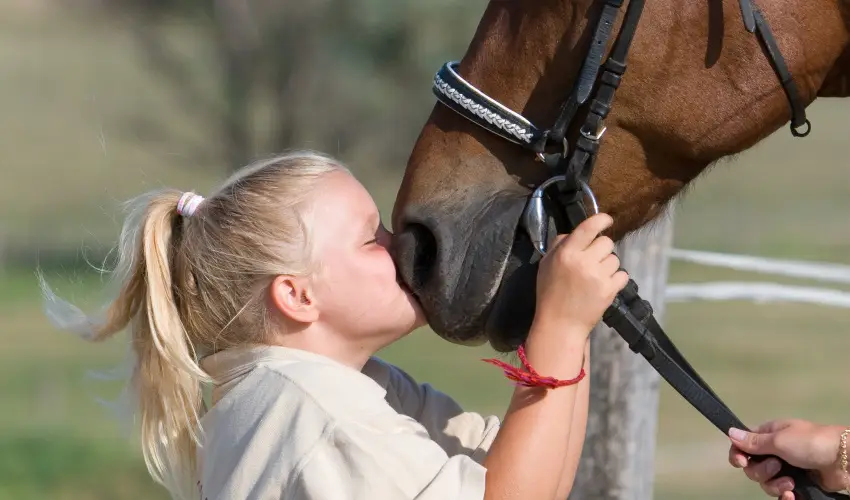 Htkti Wellness Hotel & Lovaspark Mr - Mjus 1.