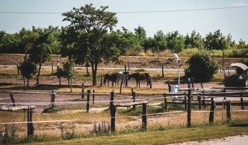 Htkti Wellness Hotel & Lovaspark Mr - Mjus 1.