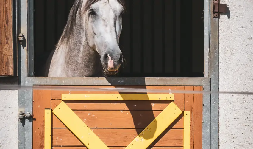 Htkti Wellness Hotel & Lovaspark Mr - Mjus 1.