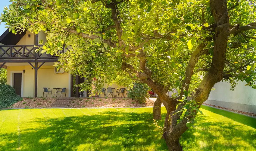 Honti Panzi Visegrd - Mjus 1. (min. 2 j)