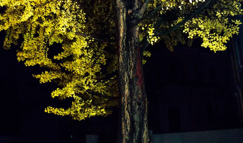 Hotel Ginkgo Hdmezvsrhely - Mjus 1. 