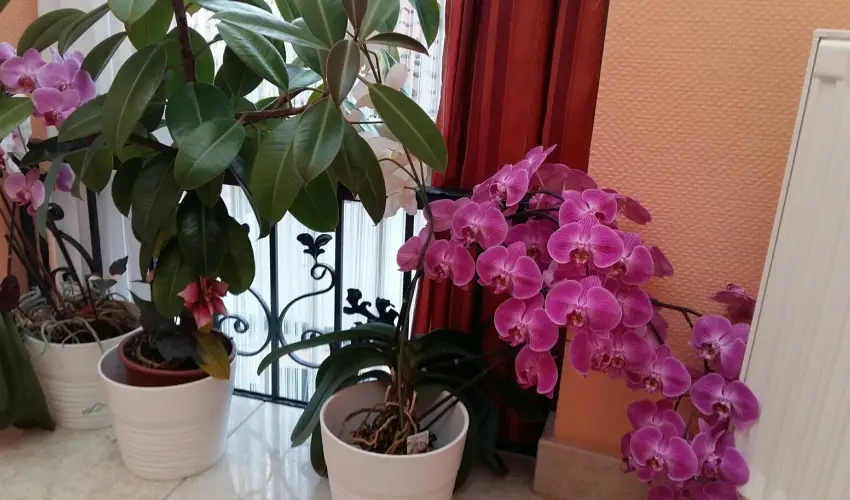 Hotel Isabell Gyr - Mjus 1.