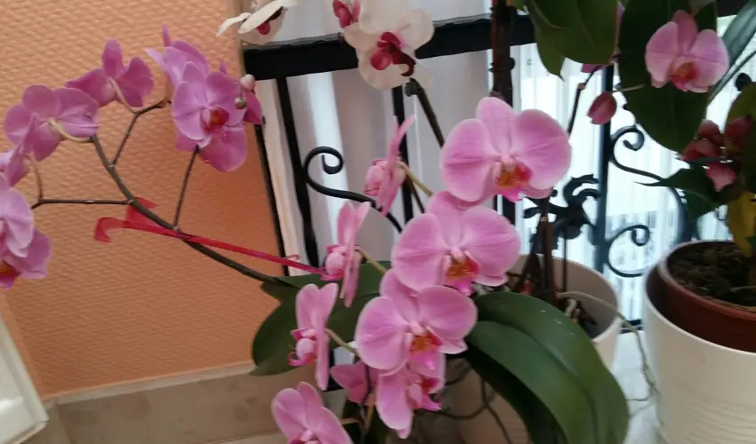 Hotel Isabell Gyr - Mjus 1.