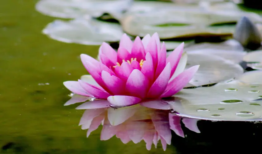 Hotel Ovit Keszthely - Termszetkzeli Majlis a Balaton s Hvz tallkozsnl (min. 3 j)