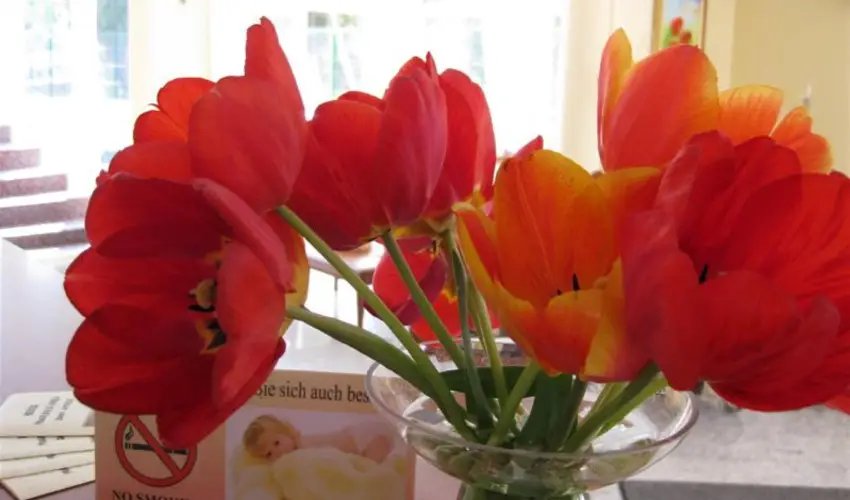 Sante Hvz Hvz - Mjus 1. (min. 2 j)