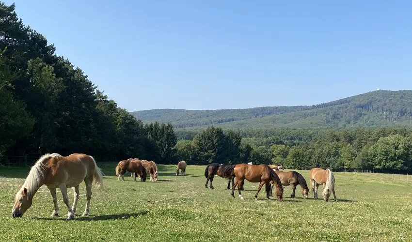 Hotel Szpalma Porva-Szpalmapuszta - Mjus 1.