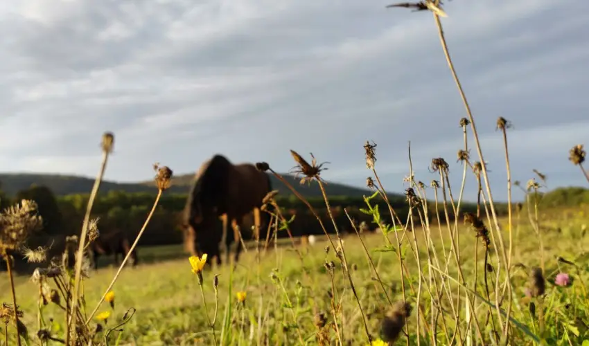Hotel Sz�palma Porva-Sz�palmapuszta - M�jus 1.