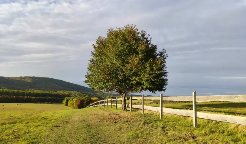 Hotel Sz�palma Porva-Sz�palmapuszta - M�jus 1.