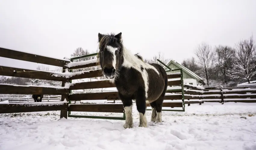 Hotel Sz�palma Porva-Sz�palmapuszta - M�jus 1.