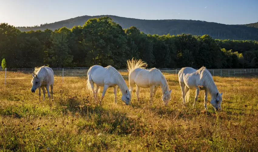 Hotel Sz�palma Porva-Sz�palmapuszta - M�jus 1.