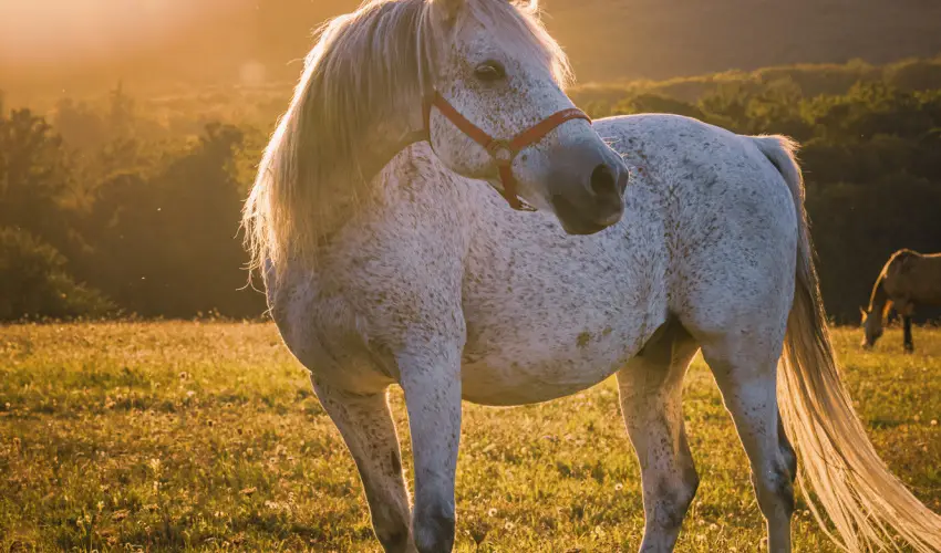 Hotel Sz�palma Porva-Sz�palmapuszta - M�jus 1.