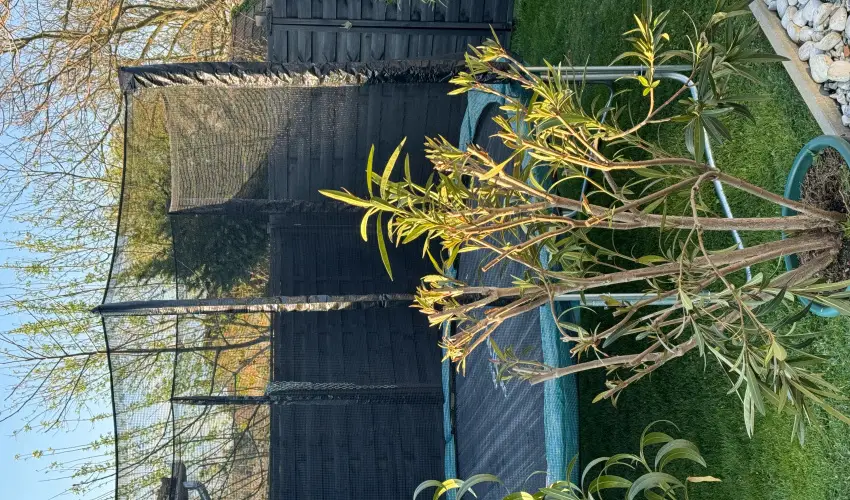 Kkmadr Vendghz Homokmgy - Mjus 1.