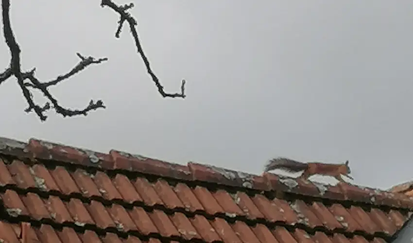 Kerka Vendghz Csesztreg - Mjus 1. (min. 2 j)