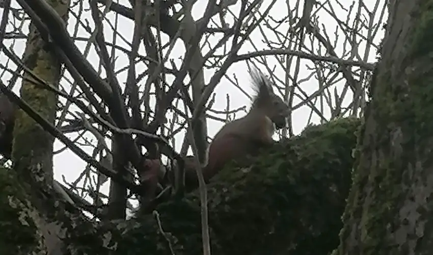 Kerka Vendghz Csesztreg - Mjus 1. (min. 2 j)